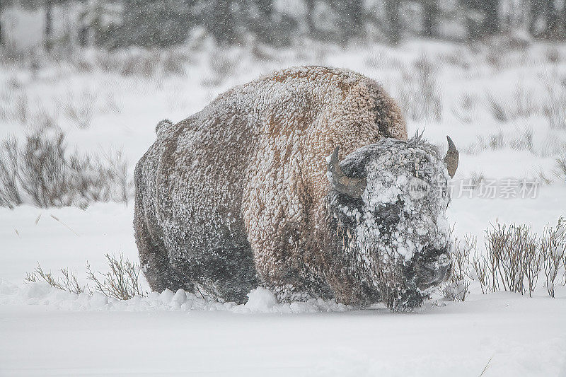 在美国怀俄明州和蒙大拿州黄石公园的拉马尔山谷，一只野牛在大雪中挖出深深的积雪