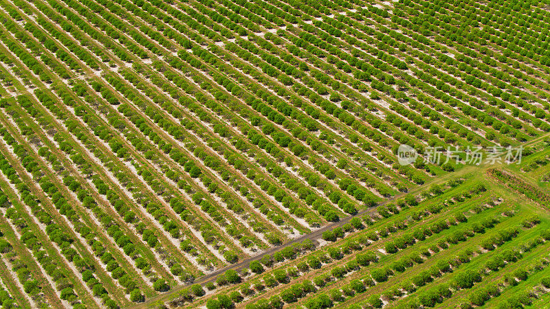 佛罗里达州德索托县橘子园的高角度鸟瞰图