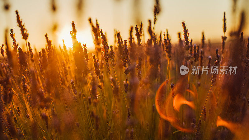 黄昏时，薰衣草花映着天空