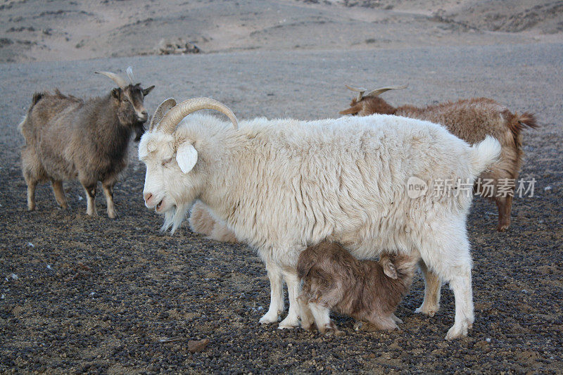 蒙古山羊，戈壁沙漠，蒙古。