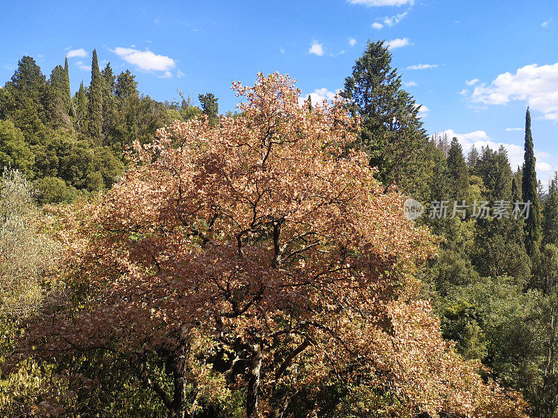 森林，Fiesole山，托斯卡纳