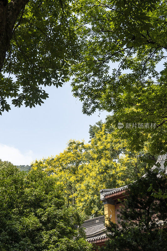 金雨树在寺庙旁盛开