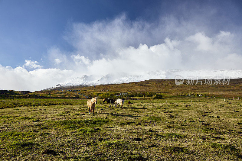 冰岛阿克雷里的一群冰岛马