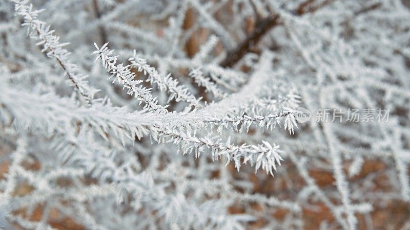 霜雪完全覆盖了云杉的枝条