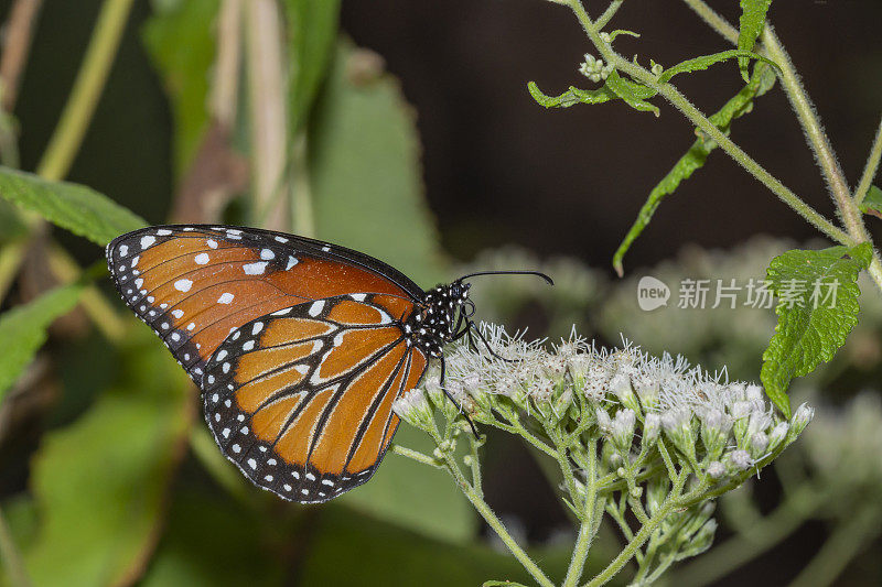 近侧视图蝶后在白色花头的边缘，与长鼻盘绕在头下
