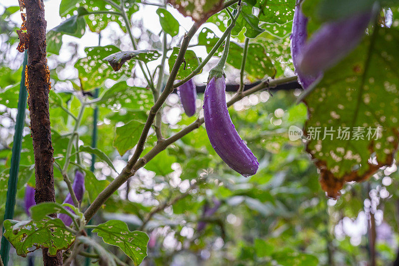 美丽新鲜的家庭种植茄子在早晨从树上健康生长的照片