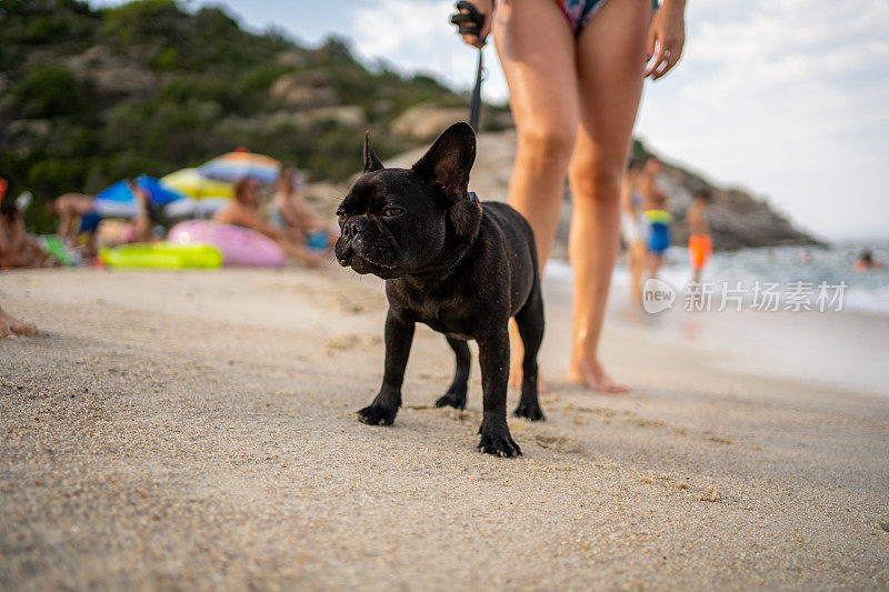 法国斗牛犬和他的主人在海滩享受美好的一天