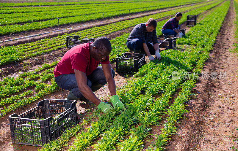 受雇的工人在种植园收割芝麻菜