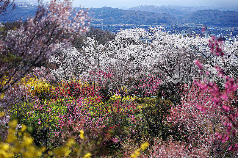 日本福岛市花宫山公园的樱花树(樱花)和各种各样的花。