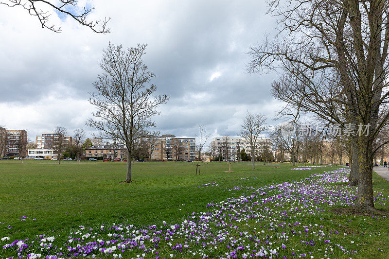 英国北约克郡哈罗盖特市中心公园里的春季番红花