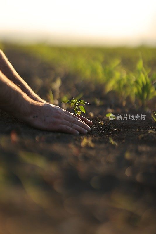 人锄土，手栽青苗