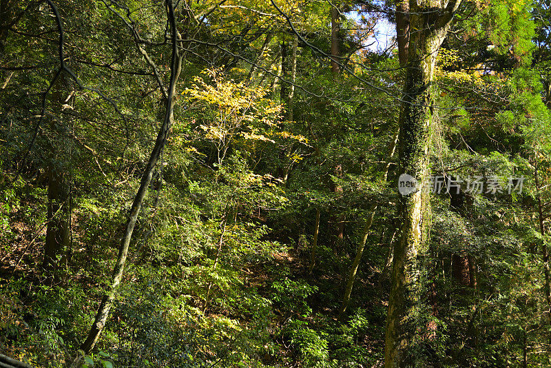 秋天的风景，高尾山，日本东京(11月-2022年)