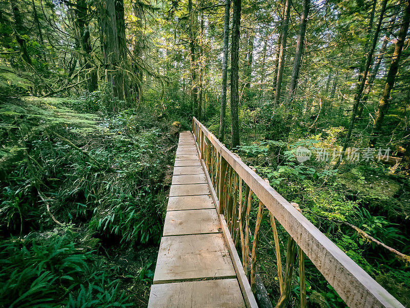 在茂密的森林中，木板路为敏感的栖息地提供通道