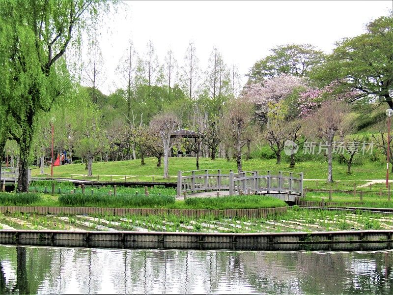 日本。4月。公园里的池塘。