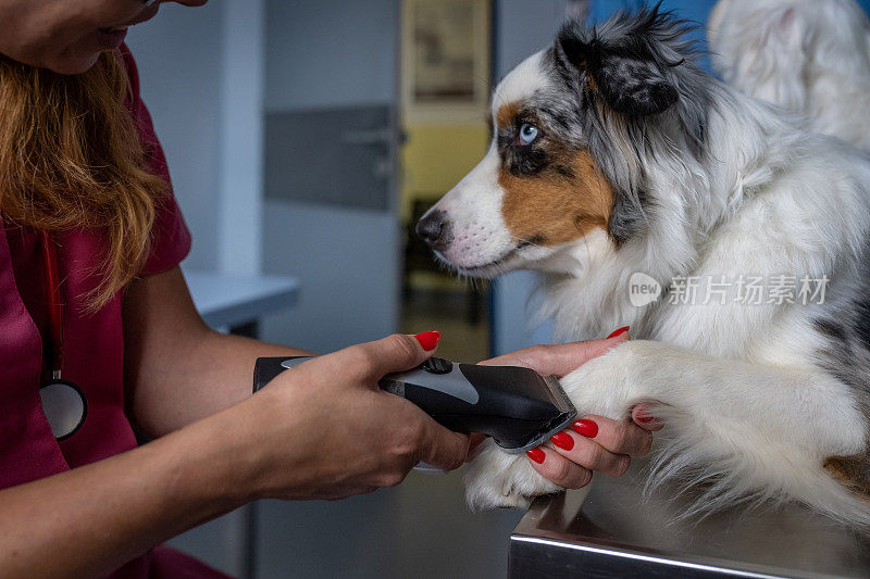 兽医正在给狗狗做检查