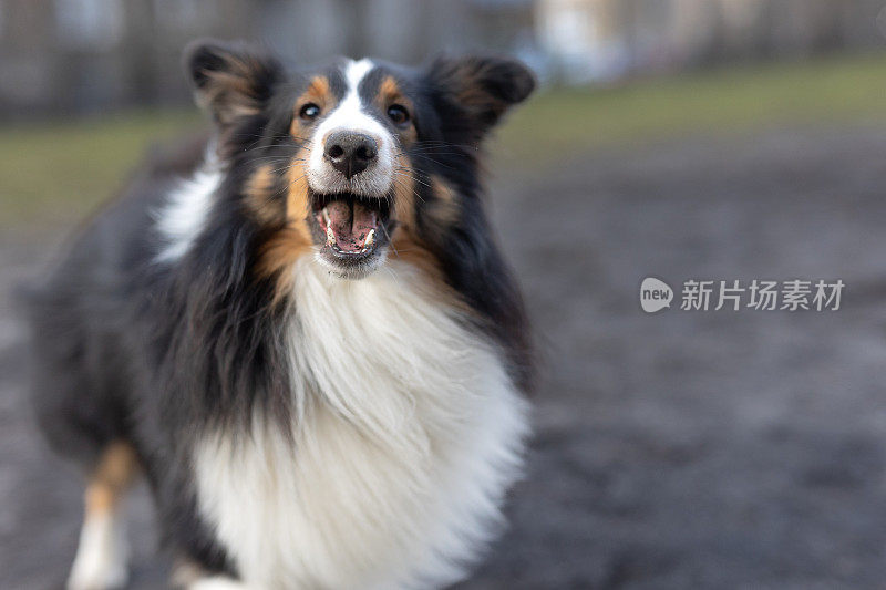 雪梨牧羊犬