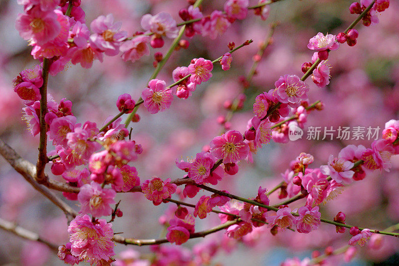 东京，日本公园里盛开的梅花