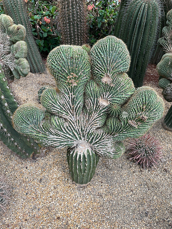 一组刺仙人掌植物品种生长在砾石，砾石仙人掌园床，嫁接仙人掌植物的特写图像，重点在前景