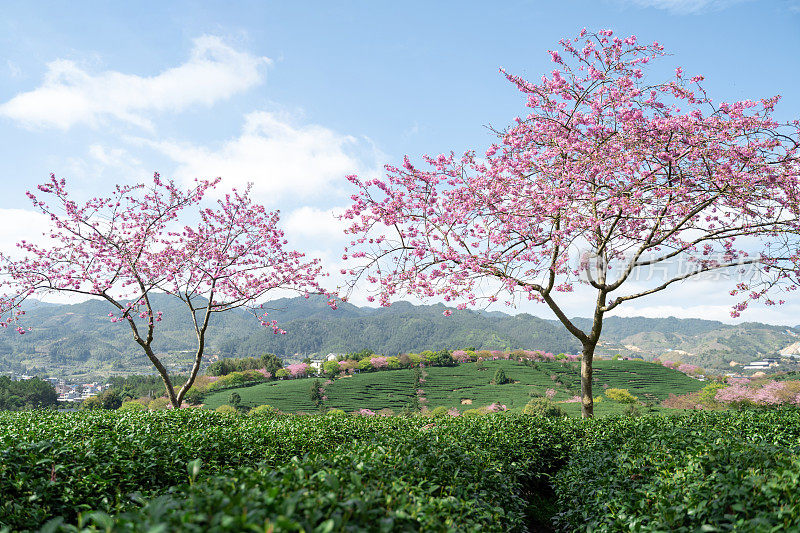 美丽的樱花有机茶园