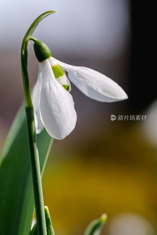 花园里的花