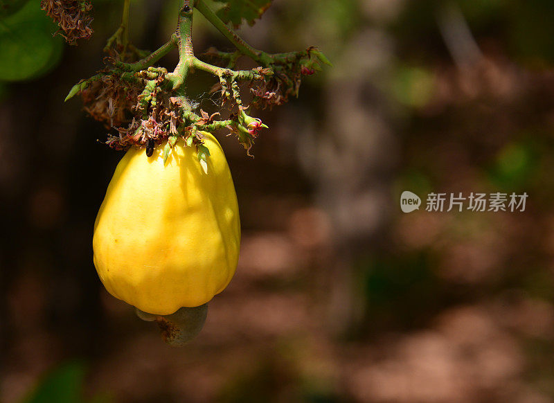 腰果在树上，奥伊奥地区，几内亚比绍