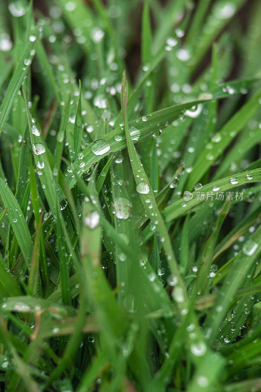 Elytrigia。多汁的高绿色沙发草的草本背景特写。鲜嫩明亮的草羊草再现了美丽的草本肌理、春水滴、麦草晨露、雨草坪的自然环境理念