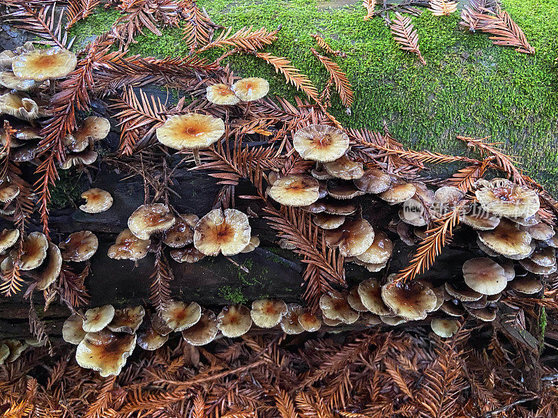 原木上的小蘑菇