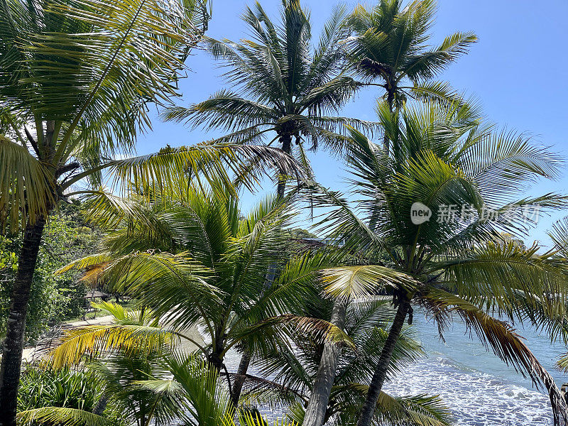 多巴哥岛的海滩和棕榈树