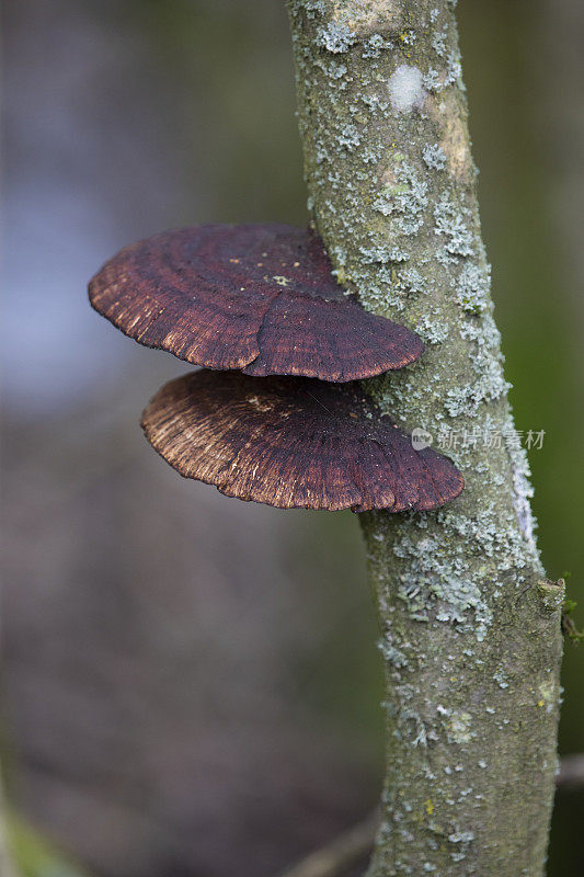 英国森林中的支架真菌