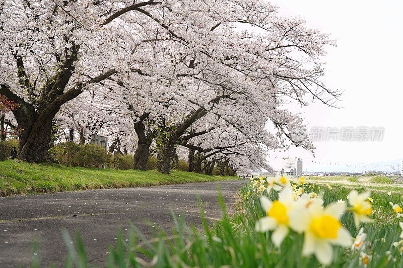 春天北上天町公园的赏樱小径。