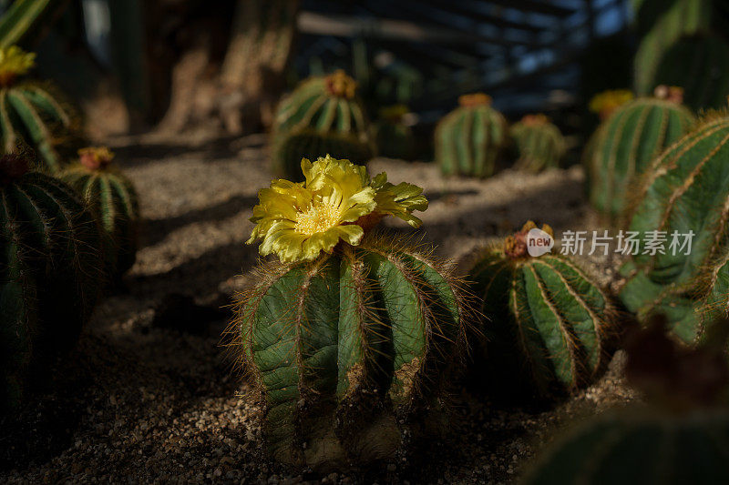 开花的仙人掌