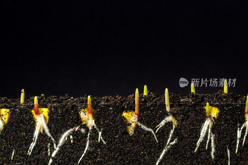 玉米种子在地下发芽和生长，黑色的背景，照片。玉米的叶子在镜头前生长。播种玉米种子。