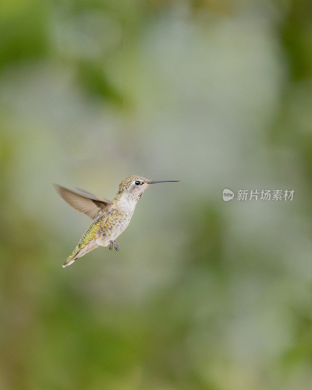 一只雌性安娜蜂鸟，在空中盘旋。