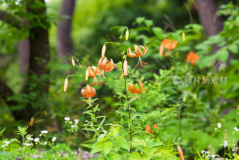 夏天的野花