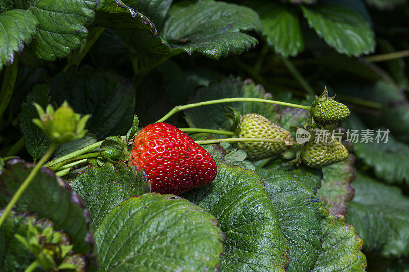 藤蔓上成熟的草莓特写