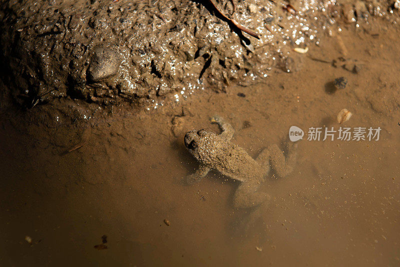 水坑里的黄腹蟾蜍