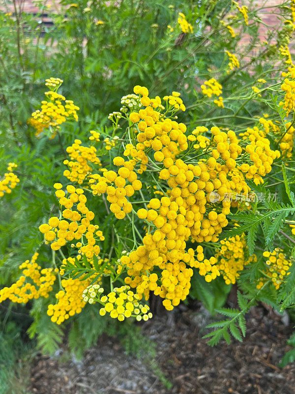 花园里的唐茜花