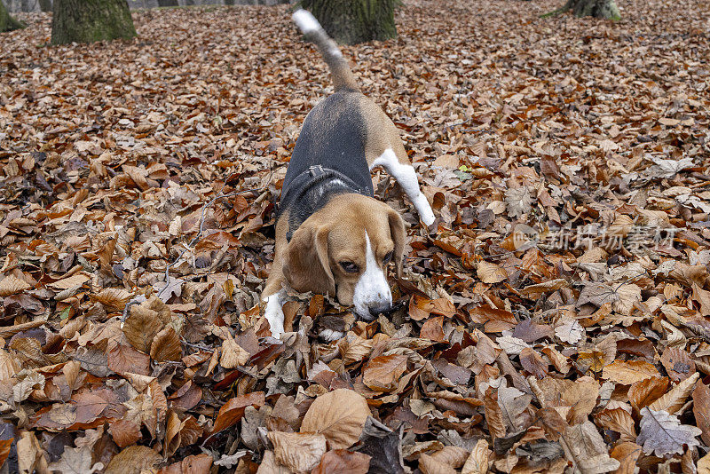 顽皮的小猎犬在公园的落叶中嬉戏。