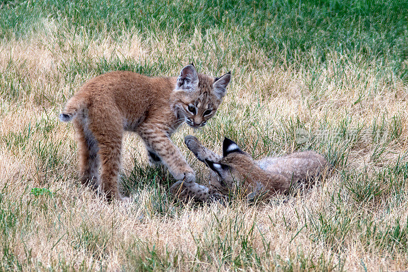 在美国西部的北美科罗拉多州，彩色山猫(红猞猁)与小猫玩耍