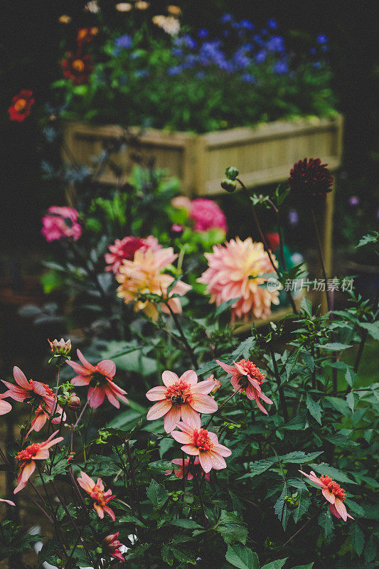 夏天英国花园里美丽的大丽花