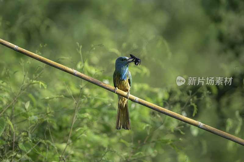 Blue-bearded食蜂鸟