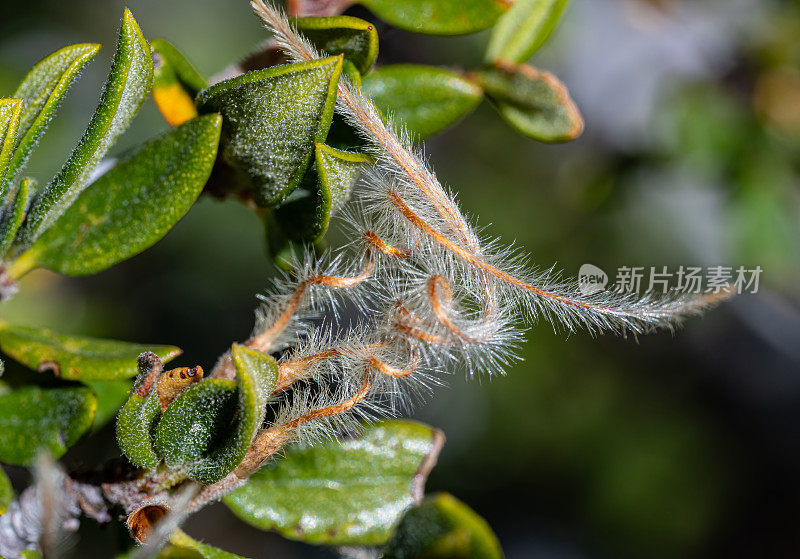 细叶山红木(小叶山红木、窄叶山红木、矮山红木)是俗称小叶山红木的细叶山红木品种。古狐尾松林;