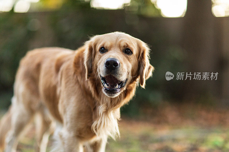 金毛猎犬宠物的肖像与温暖的午后光线。