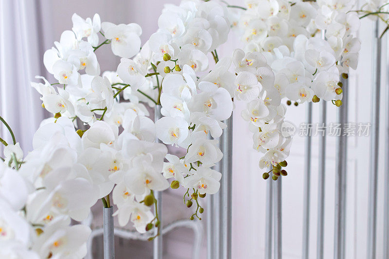 兰花的近景。婚礼装饰。白色背景上美丽的白兰枝。旗帜设计。白色花瓣的蝴蝶兰花，选择性聚焦。