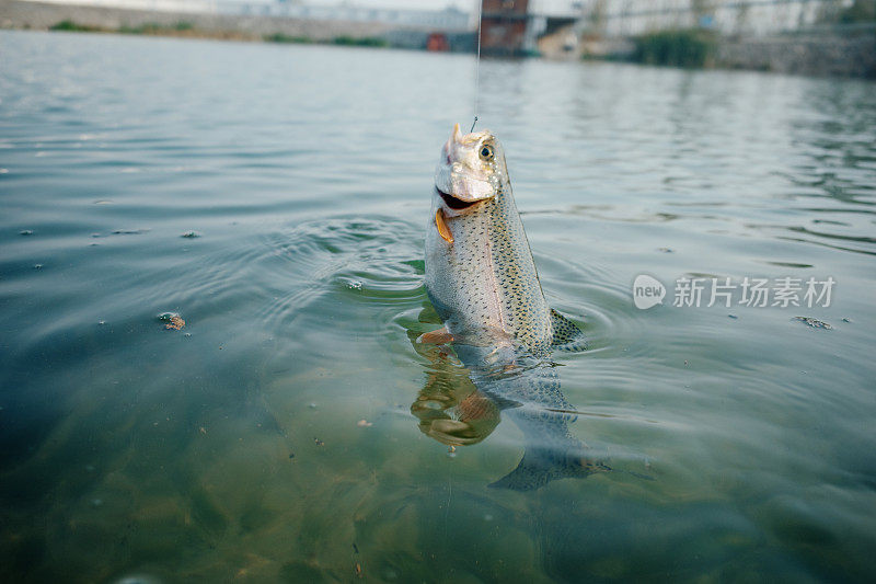 在淡水中捕捉虹鳟鱼