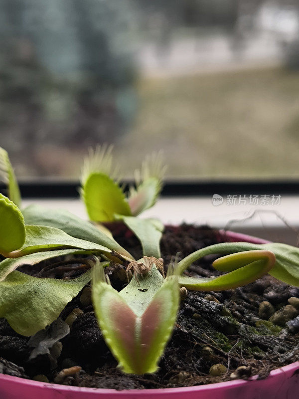 食虫植物