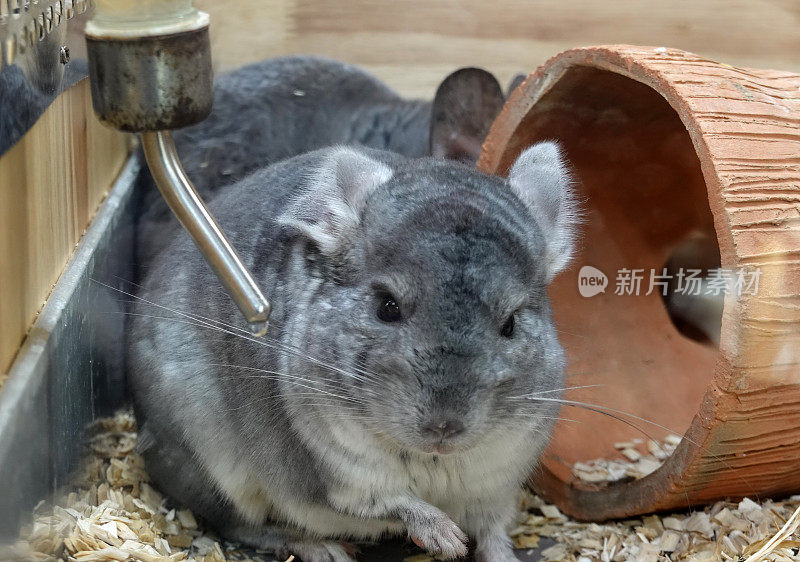 一只灰色的大栗鼠坐在笼子里。