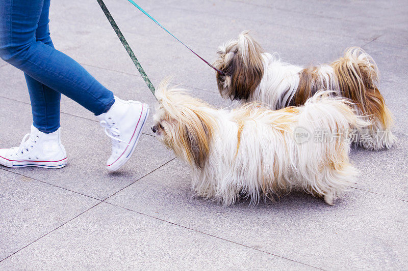 年轻女子带着两只狗走在行人专用区