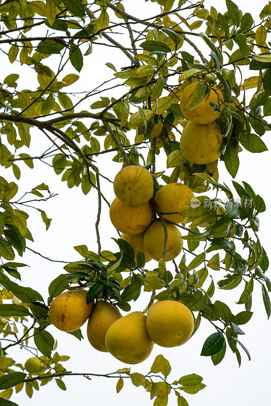 葡萄柚树上挂满了成熟的果实