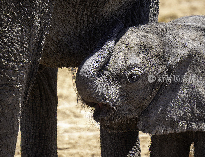万基国家公园的非洲象